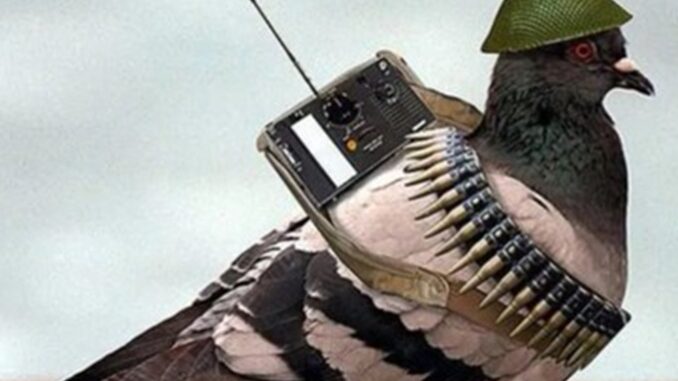 La Paloma de la guerra